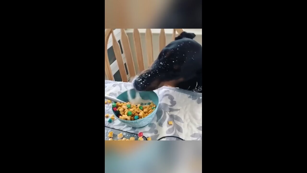 Cute Dog videos funny reels compilation