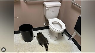 Virginia Authorities Take In Raccoon After Passing Out in Liquor Store Bathroom During Booze