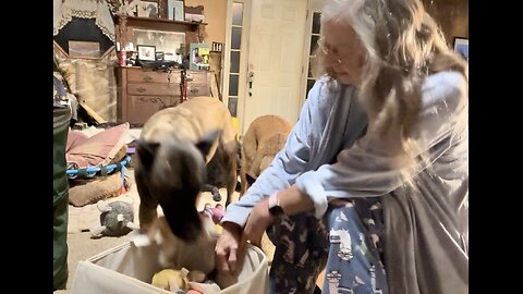 Teaching Cowboy (Belgian Malinois) to pick up his toys.🐕❤️