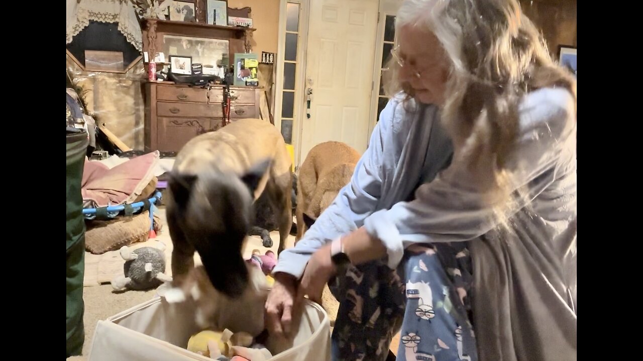 Teaching Cowboy (Belgian Malinois) to pick up his toys.🐕❤️
