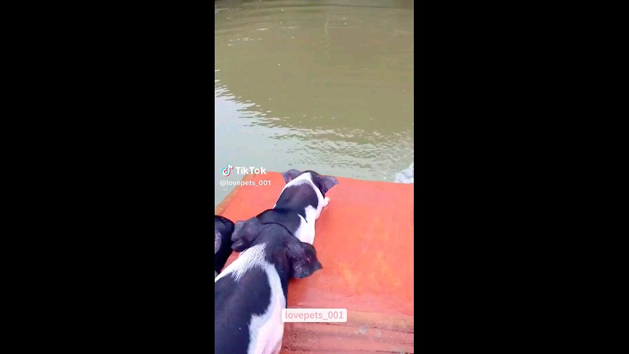 funny pig videos 😂