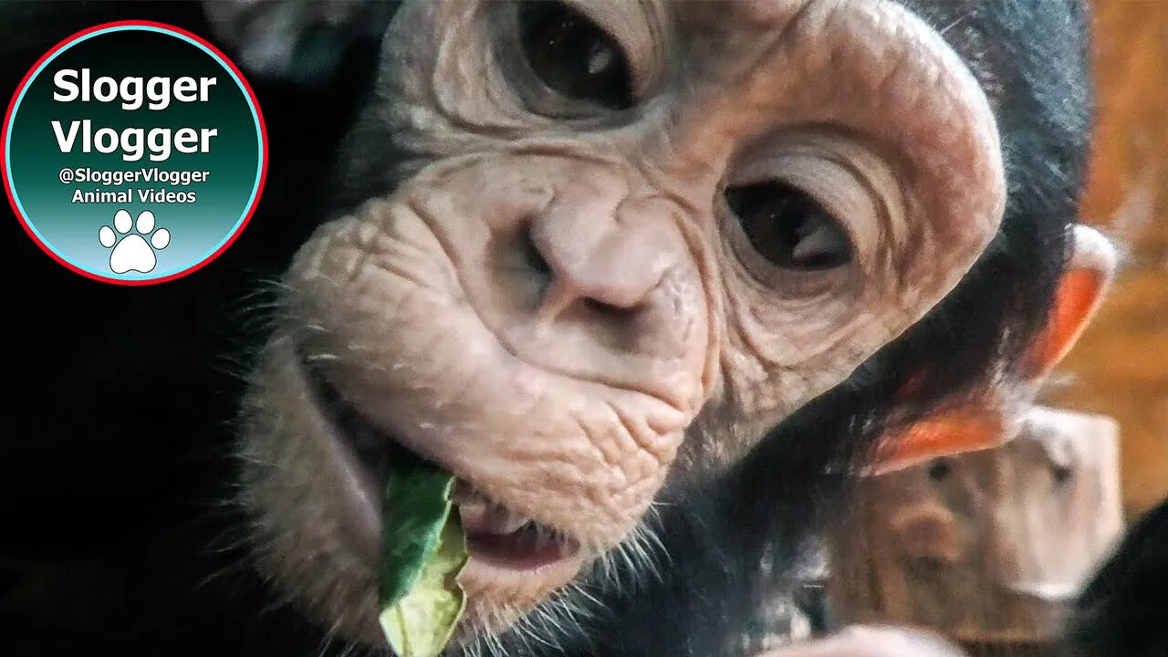 Chimpanzee Baby Curiosity And Noisy Trampoline Moment
