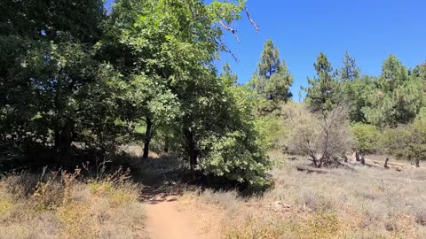 Hiking Mt Laguna - strange creature caught on film.