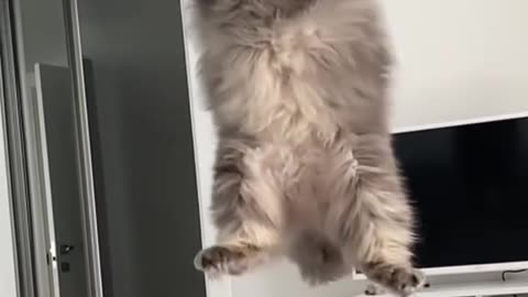 Kucing slow motion #catlover