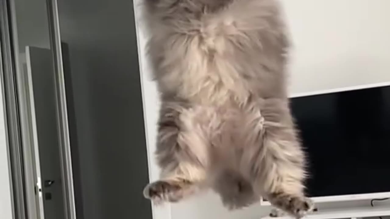 Kucing slow motion #catlover