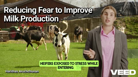 Unlocking Milk Production:Reducing Cow Fear