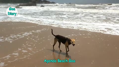 Dog Bathing in Sea- Agonda Beach Goa