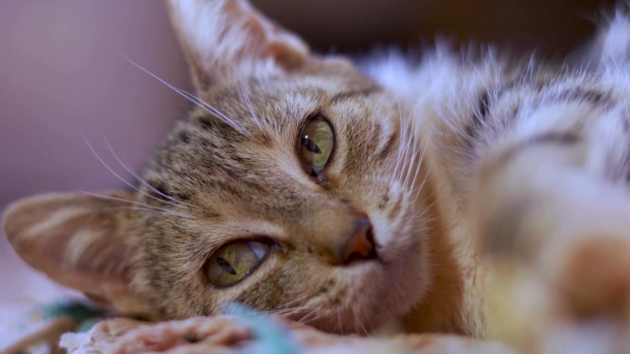 “Cats with the Most Beautiful and Mysterious Eyes Ever!”