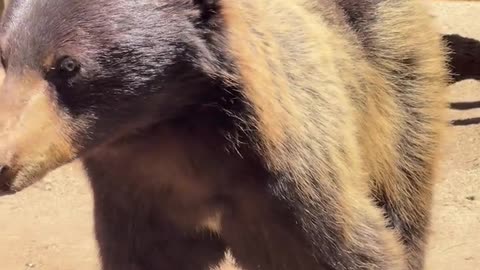 Bear in California comes to say hello.