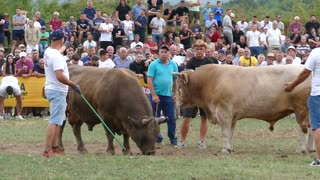 Jelenko od koalicije Lukovac vs Bijeli od Lekića i Živkovića Grude 2025