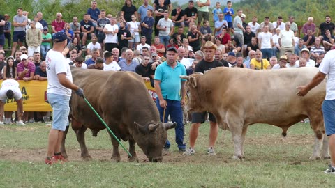 Jelenko od koalicije Lukovac vs Bijeli od Lekića i Živkovića Grude 2025