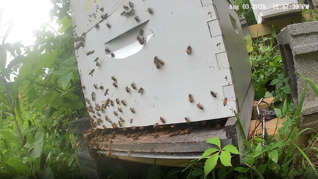 Bees at Noon on a Sunday