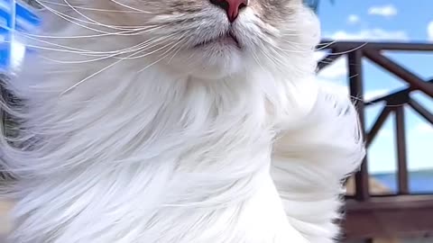 Cat lovers.