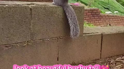 Look how angelic 🪽 Mika The Squirrel's face