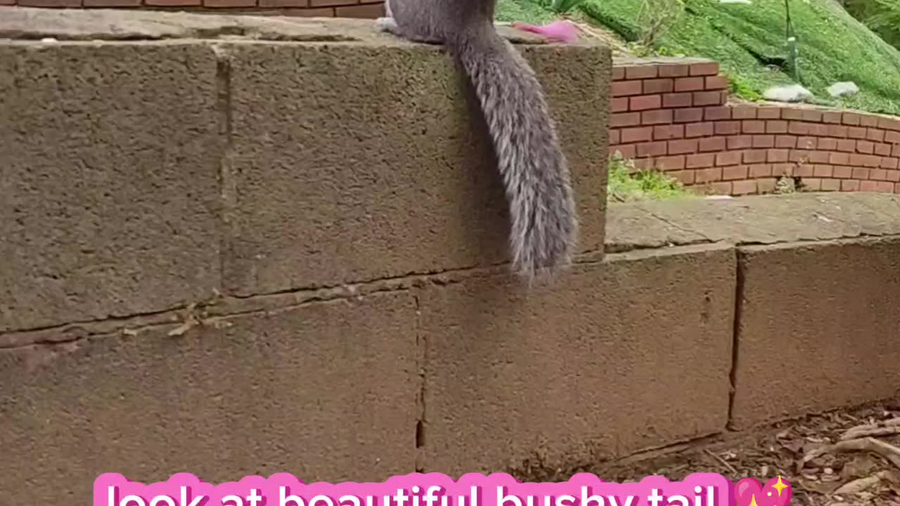 Look how angelic 🪽 Mika The Squirrel's face