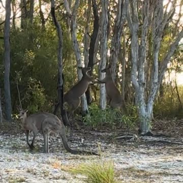 Seems this is their hobby 😂😂 kangaroo diaries only in Australia 🇦🇺
