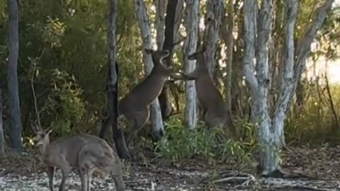 Seems this is their hobby 😂😂 kangaroo diaries only in Australia 🇦🇺