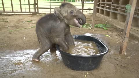 “🐘🛁 Baby Elephant Chaba’s First Bathtub Adventure – Too Cute!”