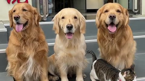Dog Drags Cat Outside For Pictures