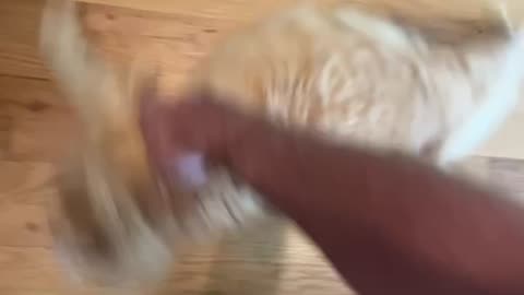 One Orange Brain Cell Loves to Spin
