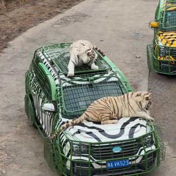 Free rides for all tigers