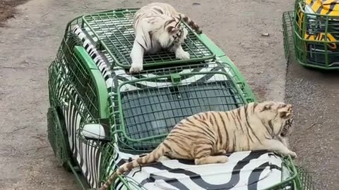 Free rides for all tigers