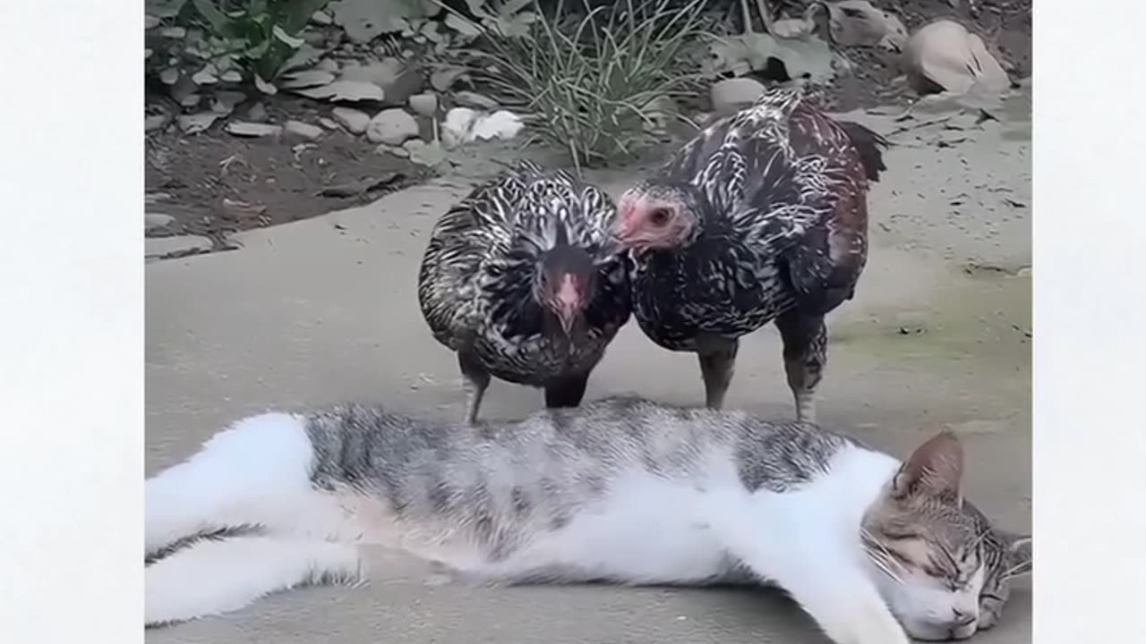 Cat funny moments