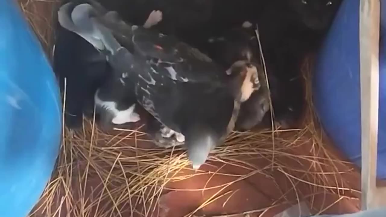 A dove making a nest for a cat mama and her kittens