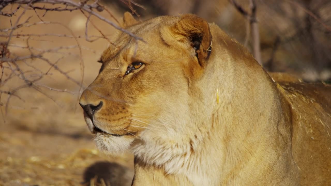 Portrait of a lioness yawning