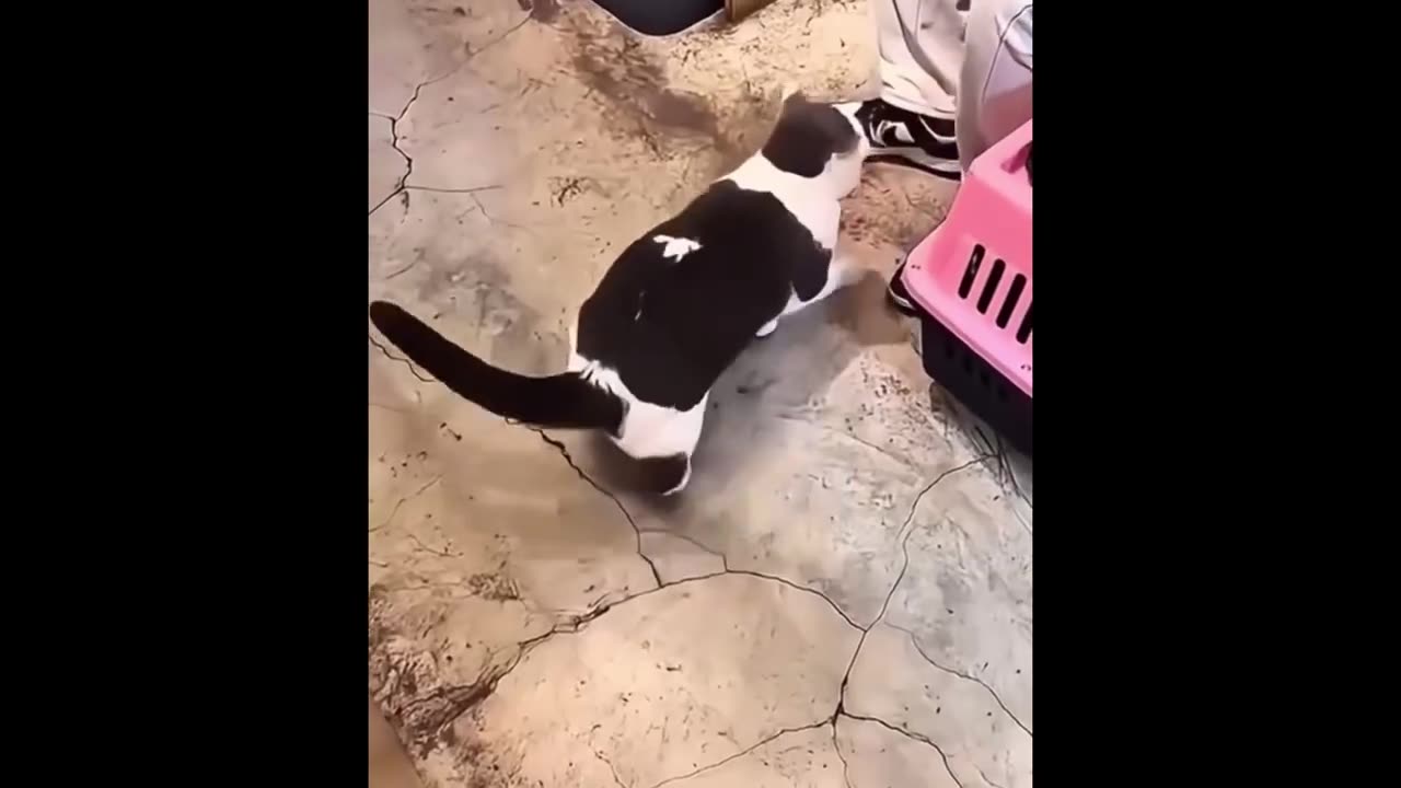 This Silly Cat Just Turned My House Into a Playground! 😂🐾#Cat Comedy