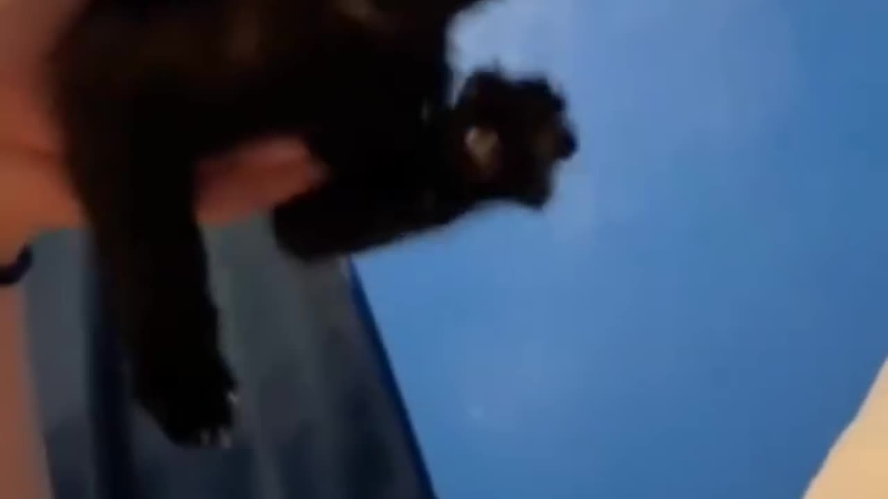 The Ugly Truth About Cat Fails No One Tells You