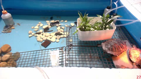 Tired of the same streams all over again? Look at some turtle instead!