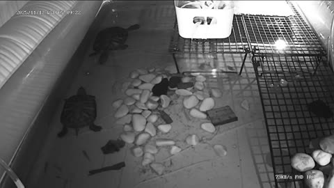 Tired of the same streams all over again? Look at some turtle instead!