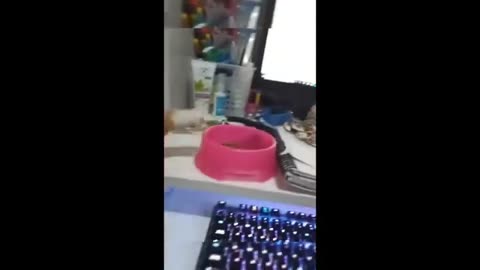 Funny animal videos 2
