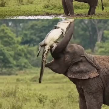 "Elephant vs Crocodile – The Unexpected Jungle Slam!"😱😲