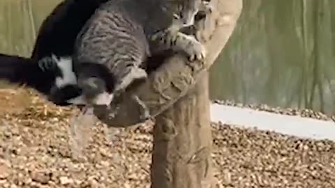 You can't help but laugh at them.