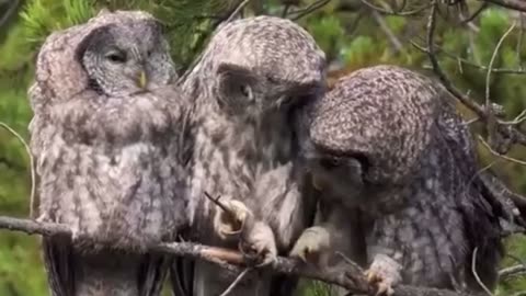 🦉😲 A Scene From the Life of the Bearded Owl You Have To See! | FunFM