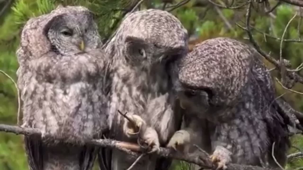 🦉😲 A Scene From the Life of the Bearded Owl You Have To See! | FunFM