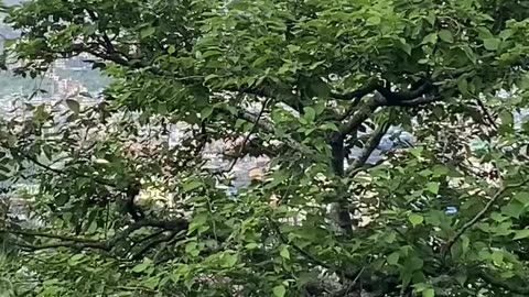 A magnificent view of Kathmandu city