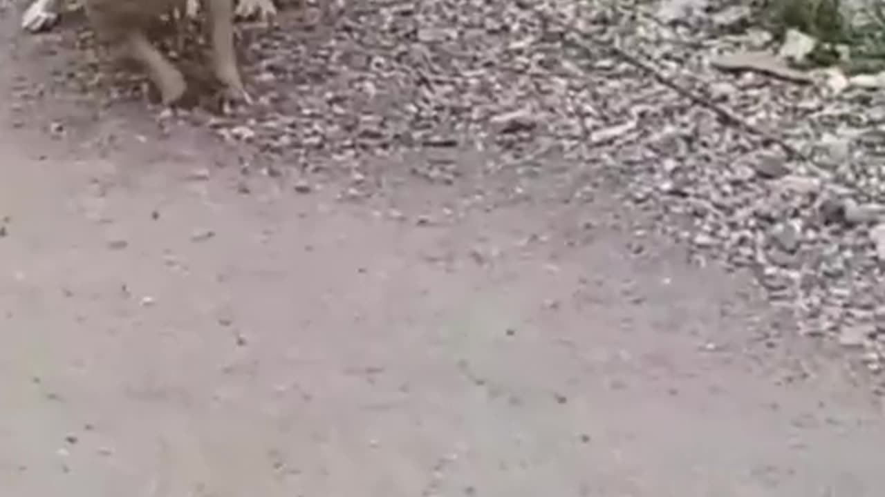 😂😒 You Won't Believe What Happens When He Calm Down! | FunFM