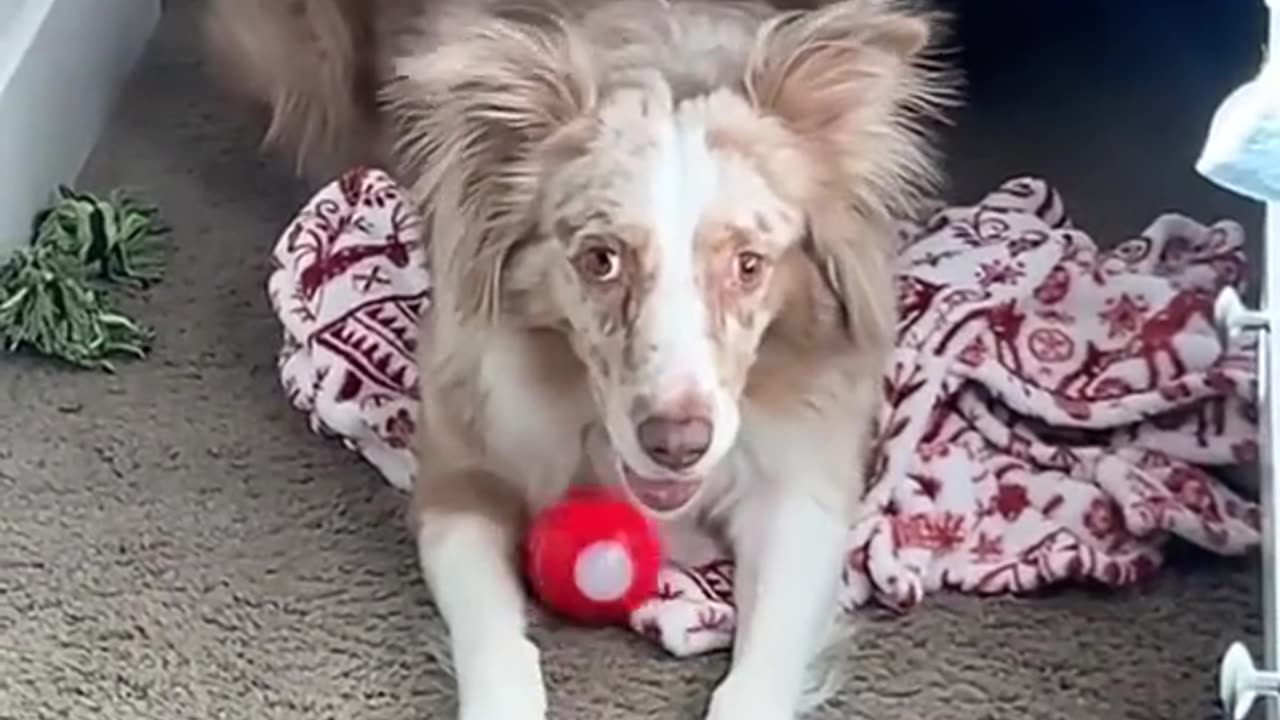 not a thought behind those eyes