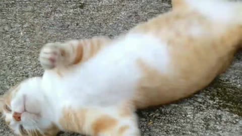 Cat Lying on the Ground #cat #animal