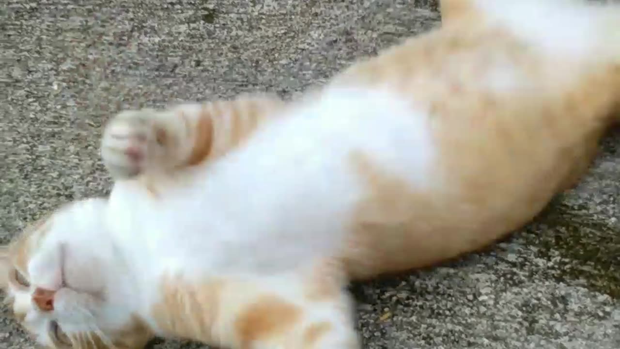 Cat Lying on the Ground #cat #animal
