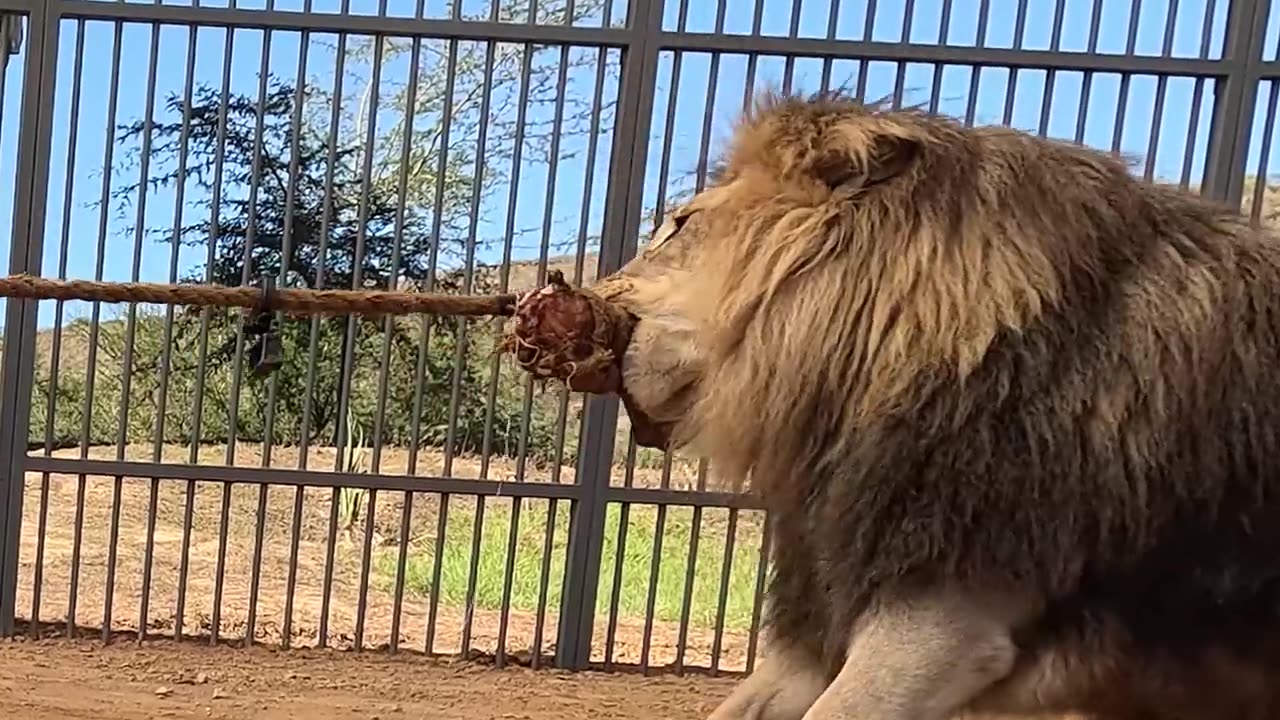 World Fastest men vs Animals