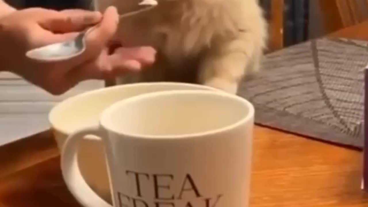 Kitten Cuteness Overload! Try Not to Smile! 😻🔥
