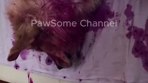 This Dog Just Pranked Its Owner 😂🐶 You Won’t Believe What It Did! #Shorts