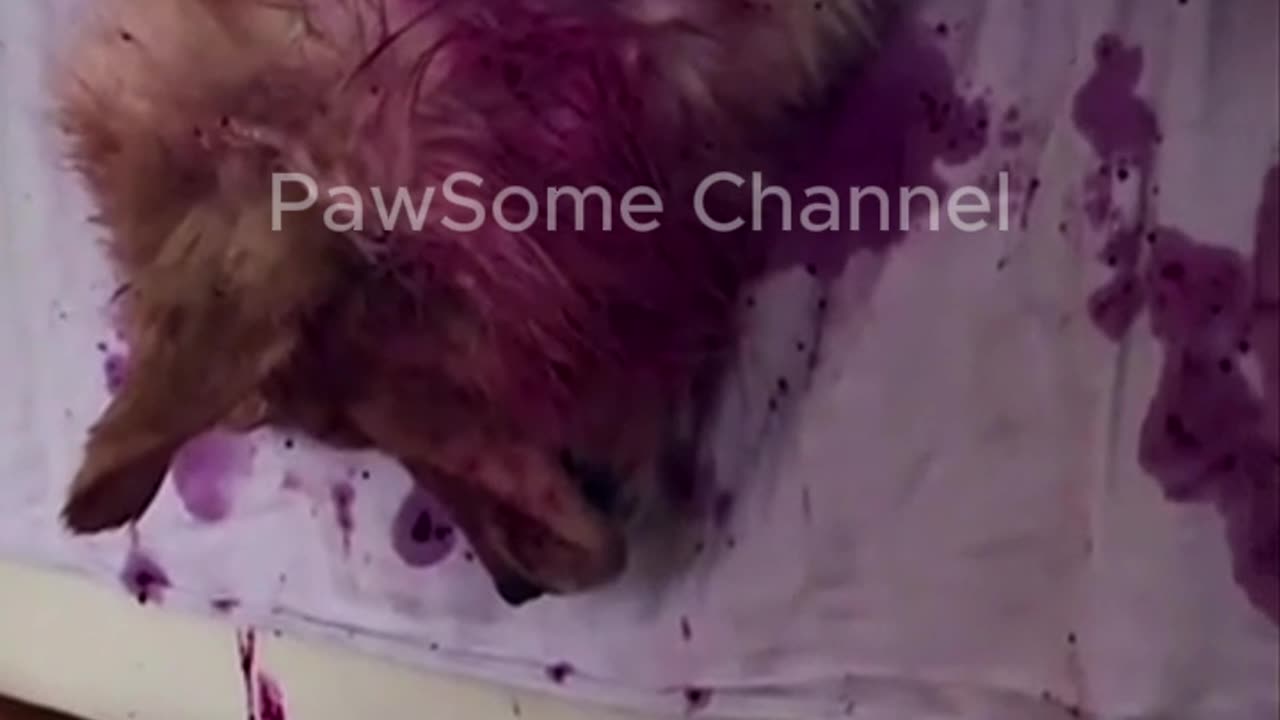 This Dog Just Pranked Its Owner ๐๐ถ You Wonโt Believe What It Did! #Shorts