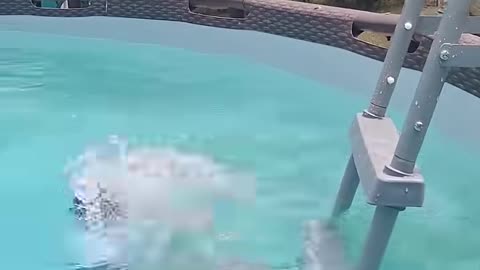 the water baby