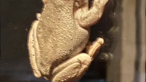 Frog 🐸 on the door 🚪 at Jaya…