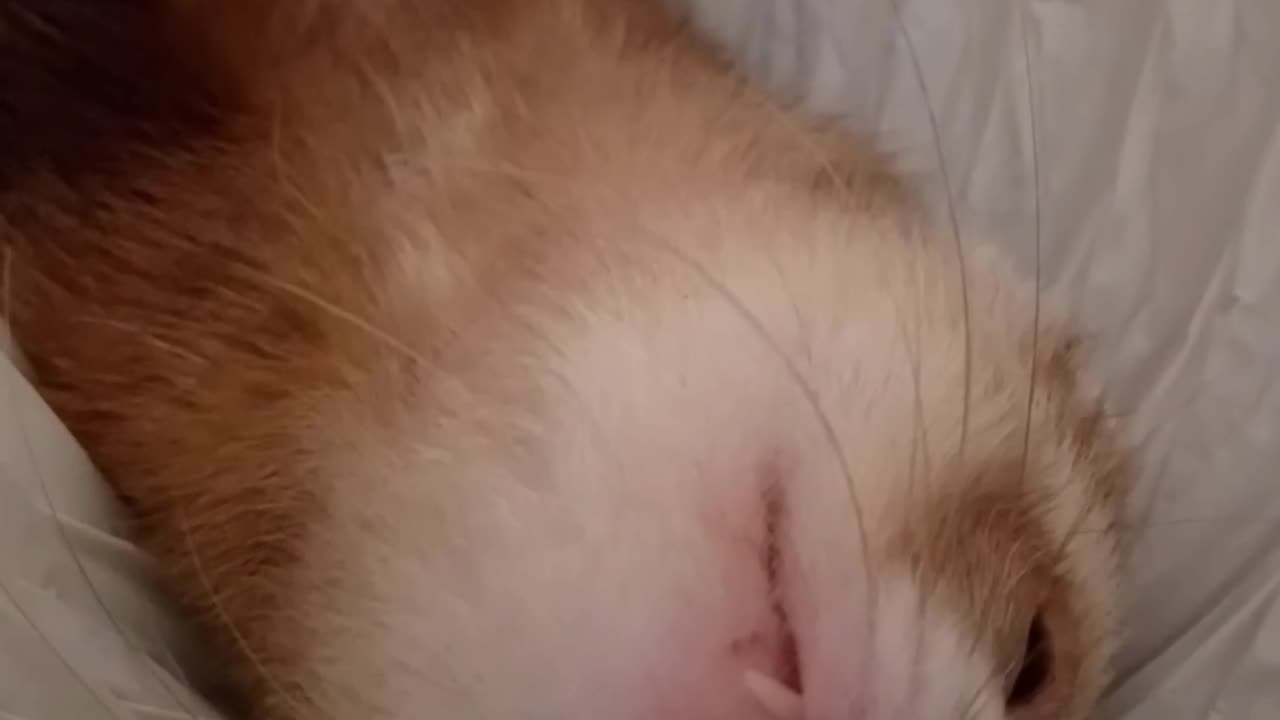 Tunnel cuteness!